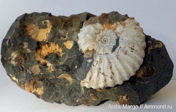 Acanthohoplites