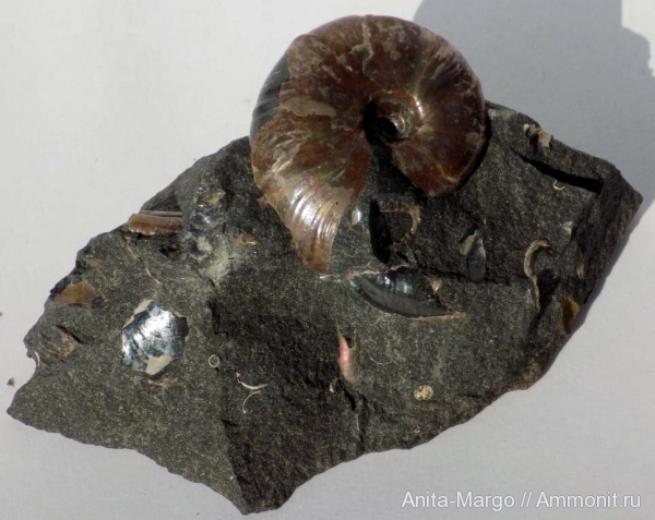 Desmoceratidae