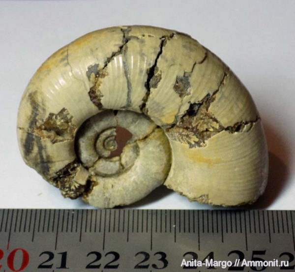 Lytoceras, Lytoceratina