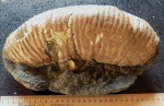 Малюсенький обломочек аммонита, длиной в 30 см.