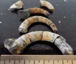 Pseudocrioceratites rotundus