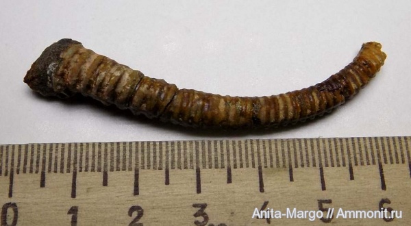 Leptoceras