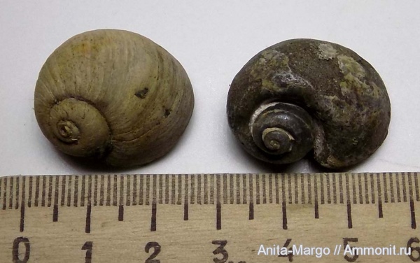 Ampullina