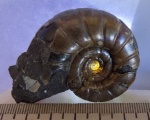 Аммонит "Eogaudryceras umbilicostriatus"