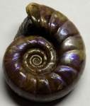 Аммонит Eogaudryceras duvali