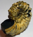 Аммонит Diadochoceras recticostatum
