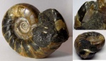 Аммонит Eogaudryceras. Двустворка  Buchia в жилой камере.