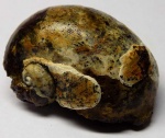 Гастропода Lymnaea