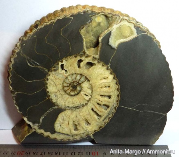 Acanthohoplites