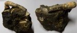 Гетероморфный аммонит Hamites ?