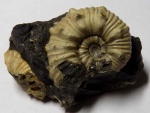 Diadochoceras recticostatum