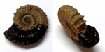 Acanthohoplites