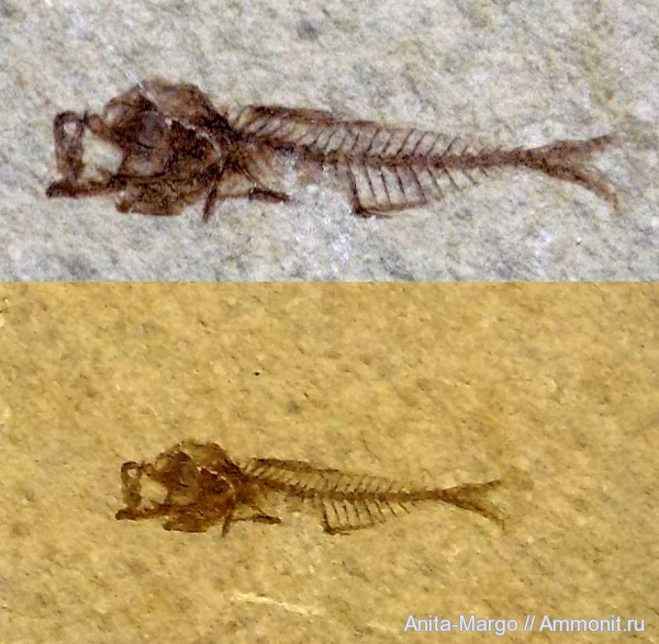 Pomobulus facilis