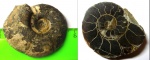 Zuercherella