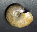 Аммонит Zuercherella zuercheri