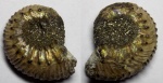 Kosmoceras