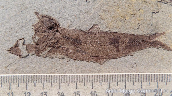 Pomobulus facilis