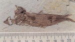 Рыбка Pomobulus facilis