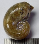 Lytoceras ???