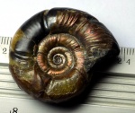 Аммонит Puzosia sp