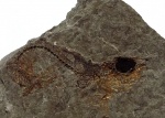 Рыбка Sardinella sp.