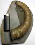 Крупный Pseudocrioceratites rotundus