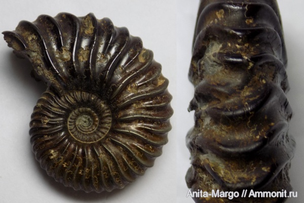 аммониты, Deshayesites, прижизненные повреждения, ammonoid sublethal injuries