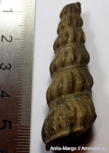 гастроподы, Gibboscala, Gibboscala clementina