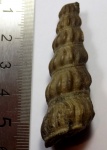 Гастропода Gibboscala clementina