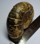 Eogaudryceras с устьем