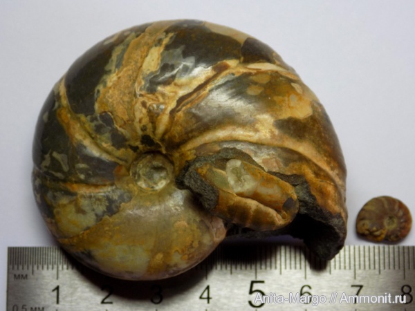 аммониты, Salfeldiella guettardi