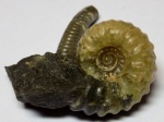 Leptoceras + Acanthohoplites