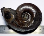 Деформированный Lytoceras