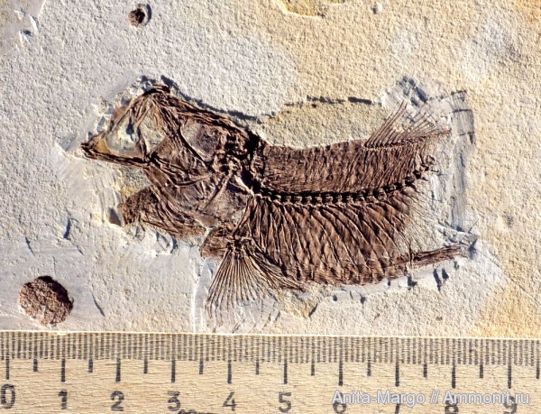 Pomobulus facilis