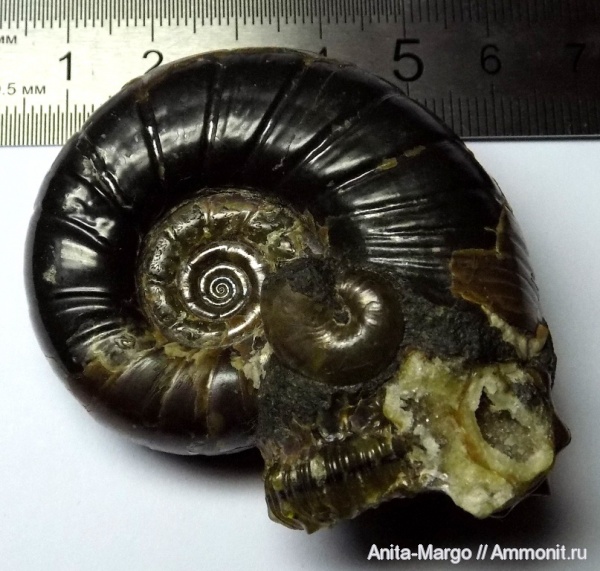 аммониты, Euphylloceras, Eogaudryceras