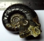 Eogaudryceras с малышом Euphylloceras