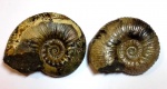 Acanthohoplites nolani
