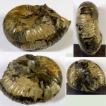 Ребристый phyllopachyceras