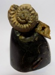 Nummogaultina -1