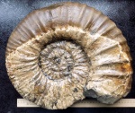 Acanthohoplites из коренной породы