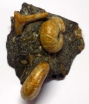 Pseudohaploceras, Euphylloceras и  шип неопознанного аммонита