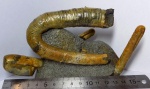 Acrioceras?