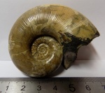 Lytoceras