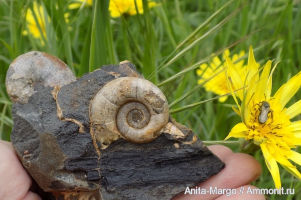 аммониты, Lytoceras
