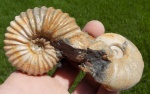Parahoplites и Zuercherella zuercheri