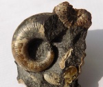 Pictetia sp.