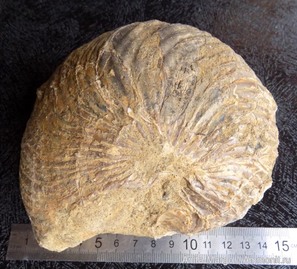 наутилусы, Cymatoceras