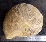 Cymatoceras
