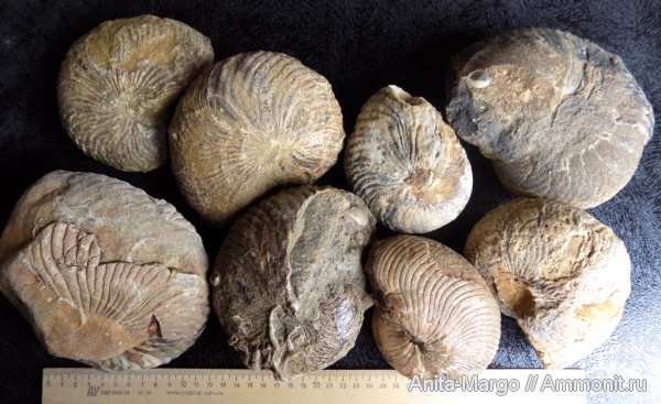 наутилусы, Cymatoceras, Nautilida