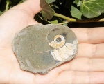 Pseudocrioceras?